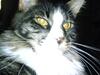 Maine Coon Mr. Jones