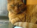 Huskat Garfield Hertz