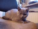 British Shorthair Chouchou