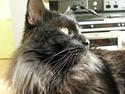 Maine Coon Johnson