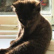 Huskat Garfield og Futte