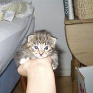Huskat Lille mis