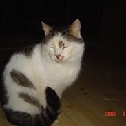 Huskat Garfield<3