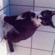 Huskat Cleo