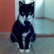 Huskat Cleo