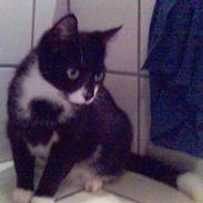 Huskat Cleo
