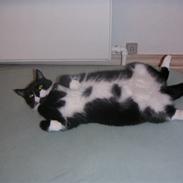 Huskat Cleo