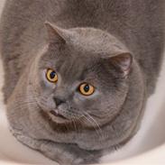 British Shorthair Alberto