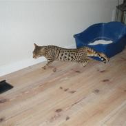 Bengal Cleo