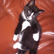 Huskat Tom