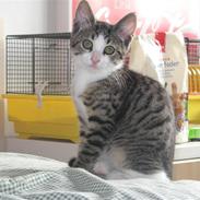 Blanding af racer Amidamaro