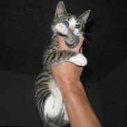 Blanding af racer Amidamaro