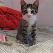 Blanding af racer Amidamaro