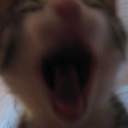 Blanding af racer Amidamaro