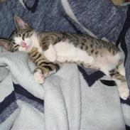 Blanding af racer Amidamaro