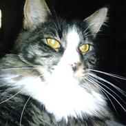 Maine Coon Mr. Jones