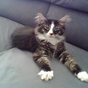 Maine Coon Mr. Jones