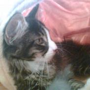 Maine Coon Mr. Jones