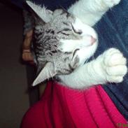 Huskat malou