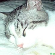 Huskat malou