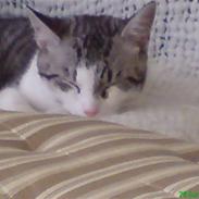 Huskat malou