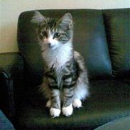 Norsk Skovkat "Mollie" Væk 