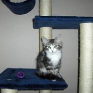 Norsk Skovkat "Mollie" Væk 