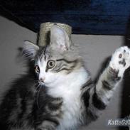 Norsk Skovkat "Mollie" Væk 