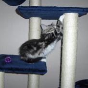 Norsk Skovkat "Mollie" Væk 