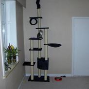 Norsk Skovkat "Mollie" Væk 