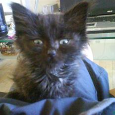 Blanding af racer Tiger