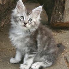 Maine Coon Cosmo