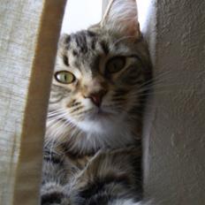 Maine Coon Sisca