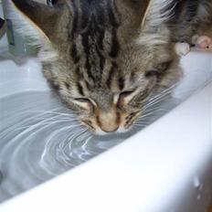 Maine Coon Sisca