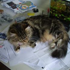 Maine Coon Sisca