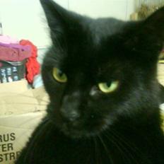 Huskat pjuske *R.I.P*