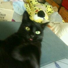 Huskat pjuske *R.I.P*