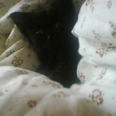 Blanding af racer Tiger