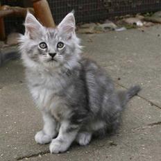 Maine Coon Cosmo