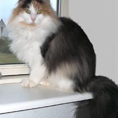 Norsk Skovkat IC Librian's Kjesten Smal