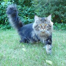 Maine Coon Bart