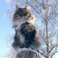 Norsk Skovkat CH Librian's Ronja