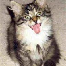 Norsk Skovkat CH Librian's Ronja