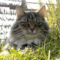 Norsk Skovkat CH Librian's Ronja