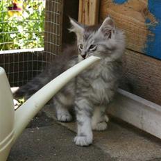Maine Coon Cosmo