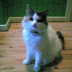 Blanding af racer Pusser