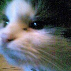 Blanding af racer Pusser