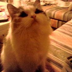 Blanding af racer Pusser