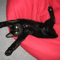 Huskat Tweedy *R.I.P*