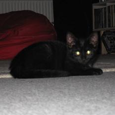 Huskat Tweedy *R.I.P*